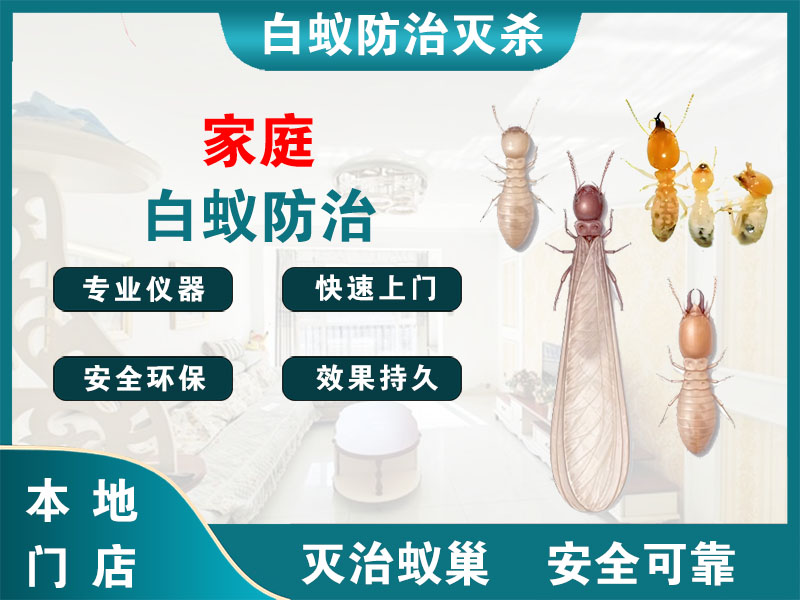 高淳家庭白蚁防治